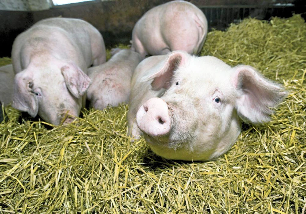 Perkkiön jalostussikala palkittiin Faban kilpailussa. Emakkoja kuivikepohjapihatossa.
sikala