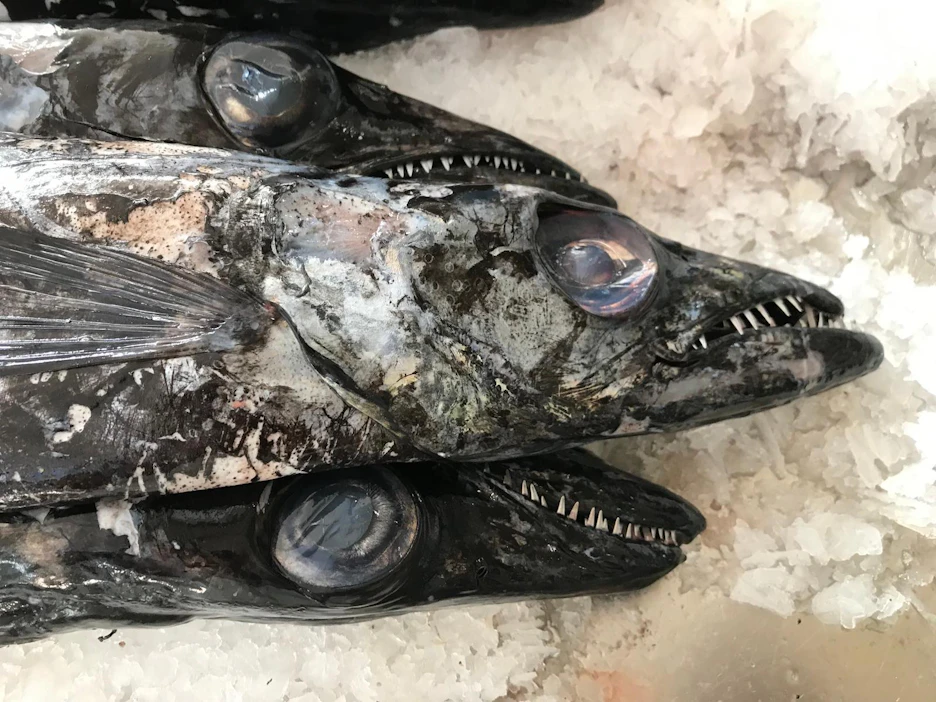 Kalatiskin erikoiset kalat saattavat joskus haastaa ostajan. Kuvassa on mustahuotrakala eli espada, joka on arvostettu saalis erityisesti Madeiran saarella.