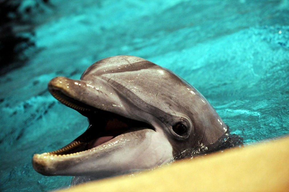 Eläinsuojelujärjestöt vaativat Kolmårdenin delfinaarion sulkemista -  Uutiset - Maaseudun Tulevaisuus