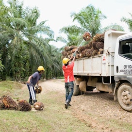 Biopolttoaineiden raaka-aineena käytettävä palmuöljy on Nesteen mukaan nykyisin sertifioitua ja jäljitetään tilalle asti. Kuva on Borneosta Malesiasta palmuöljyplantaasilta, josta Neste ostaa raaka-ainetta.