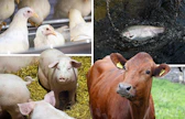 Suomessa on päästy eroon useista taudeista, joita vastaan monissa maissa rokotetaan tuotantoeläimiä: Salmonellasta, porsasyskästä ja BVD:stä eli nautojen virus- ripulista. Kasvatettavilla kaloilla rokotteiden käyttö on merellä välttämätöntä, sillä ne altistuvat monille luonnonvesien taudinaiheuttajille.