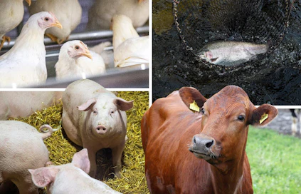 Suomessa on päästy eroon useista taudeista, joita vastaan monissa maissa rokotetaan tuotantoeläimiä: Salmonellasta, porsasyskästä ja BVD:stä eli nautojen virus- ripulista. Kasvatettavilla kaloilla rokotteiden käyttö on merellä välttämätöntä, sillä ne altistuvat monille luonnonvesien taudinaiheuttajille.