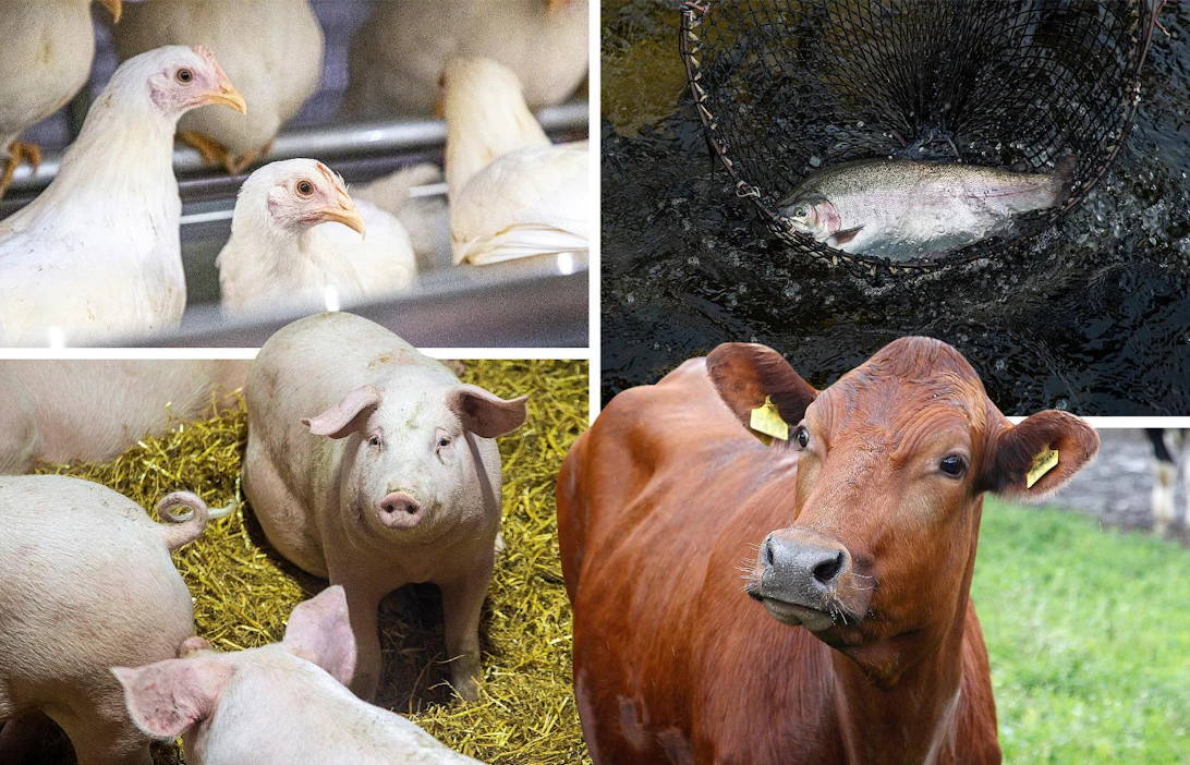 Suomessa on päästy eroon useista taudeista, joita vastaan monissa maissa rokotetaan tuotantoeläimiä: Salmonellasta, porsasyskästä ja BVD:stä eli nautojen virus- ripulista. Kasvatettavilla kaloilla rokotteiden käyttö on merellä välttämätöntä, sillä ne altistuvat monille luonnonvesien taudinaiheuttajille.