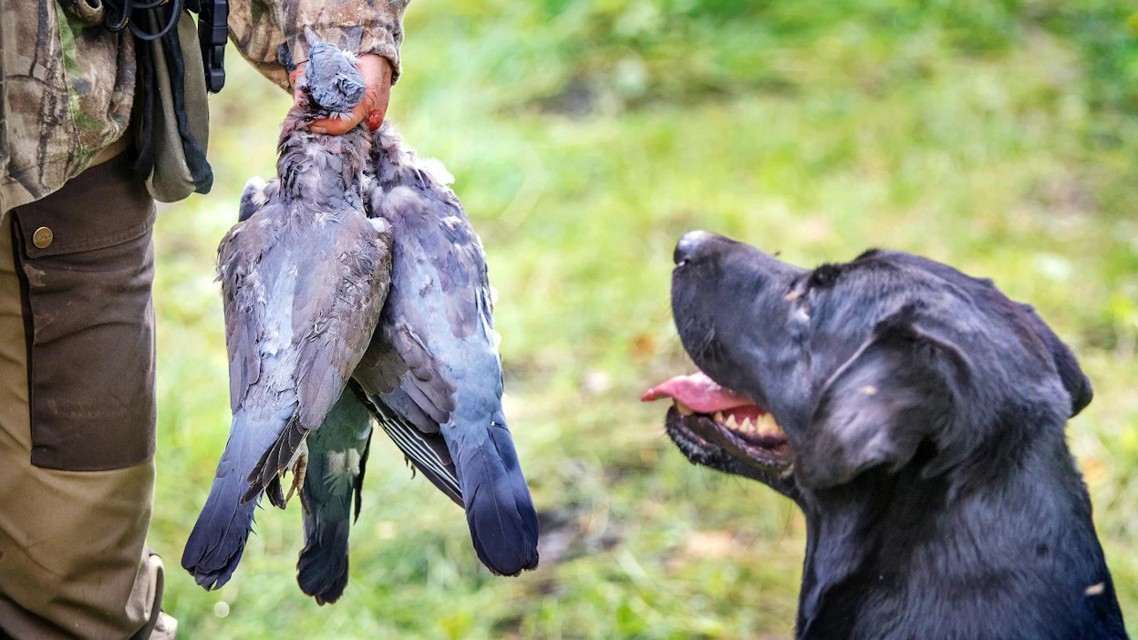 Labradorinnoutaja on Suomen suosituin koirarotu ja yksi yleisimmistä roduista kyyhkypasseissa.
