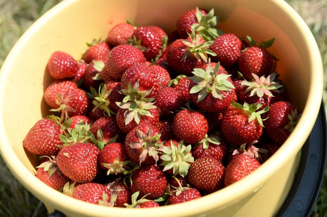 Mansikoiden pääsato on kaksi viikkoa etuajassa. LEHTIKUVA / Mikko Stig