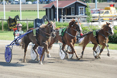 Lämminveristen Angeliquen mestaruusajo on Porin illan päälähtö, mutta valokeilan saattaa kuitenkin varastaa itselleen supertähti Parvelan Retu. Kuvassa ori rikkoo PowerParkissa pitkän matkan tasoitusajon Suomen ennätyksen. Kuuma kysymys kuuluu: paahtaako Parvelan Retu tänään alle 20-rajan?
