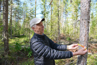 Timo Kujala suosii metsissään yläharvennusta, jossa keskenkasvuiset, hyvälaatuiset puut jätetään lihomaan tukiksi ja poistetaan isoimpia puita. Hän ei ymmärrä, miksi metsänomistajat suostuvat myymään niin paljon ja niin halvalla kuitupuuta teollisuudelle.