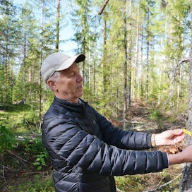 Timo Kujala suosii metsissään yläharvennusta, jossa keskenkasvuiset, hyvälaatuiset puut jätetään lihomaan tukiksi ja poistetaan isoimpia puita. Hän ei ymmärrä, miksi metsänomistajat suostuvat myymään niin paljon ja niin halvalla kuitupuuta teollisuudelle.