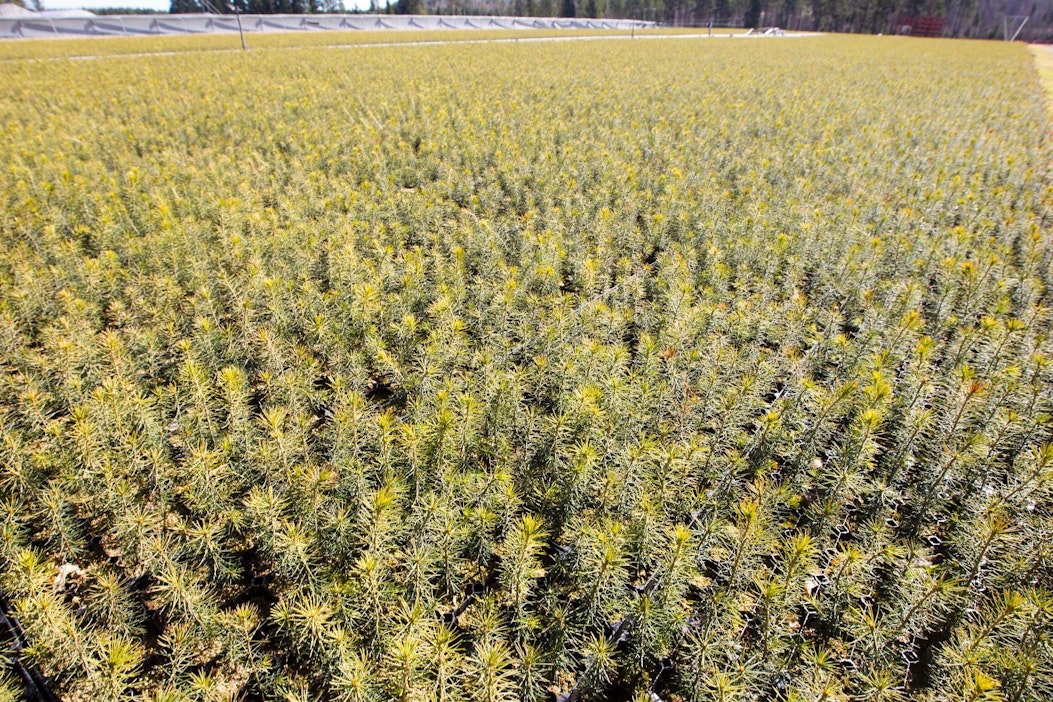 Otso omistaa taimiyhtiö Pohjan Taimesta 70 prosenttia.