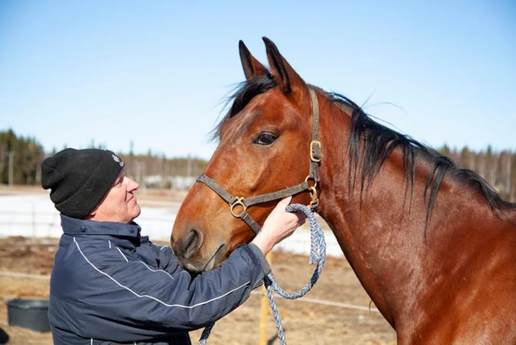Olli Timosen Gambling Face on tänään starttaavan Speedex Monté Nordic Cupin avainhevonen. Vauhdikasta ruunaa ohjastaa Martta Smura.