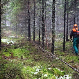 Suomessa käytetään noin 60 prosenttia metsien vuotuisesta kasvusta, mutta esimerkiksi Ruotsissa noin 80 prosenttia. Siksi ajatus hakkuiden tehokkuuden, eli intensiteettin, lisäämisen kieltämisestä tuntuu epäreilulta.