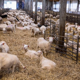 Osa lammastiloista ei astuta kaikkia uuhia, ja laajennussuunnitelmat ovat monella jäissä, koska lihan tuottajahinta on liian matala. Arkistokuva.