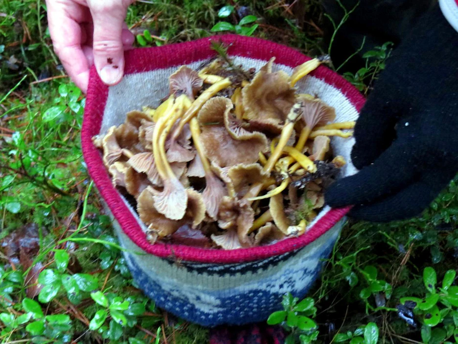 Metsäretkellä yllättäen löytyneet sienet piti poimia paremman puutteessa pipoon.