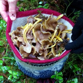 Metsäretkellä yllättäen löytyneet sienet piti poimia paremman puutteessa pipoon.