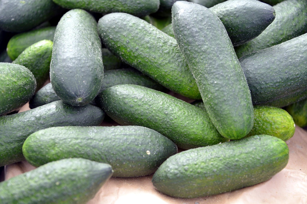 Merivuoren puutarhan avomaankurkut tulivat markkinoille jo helmikuun lopussa.