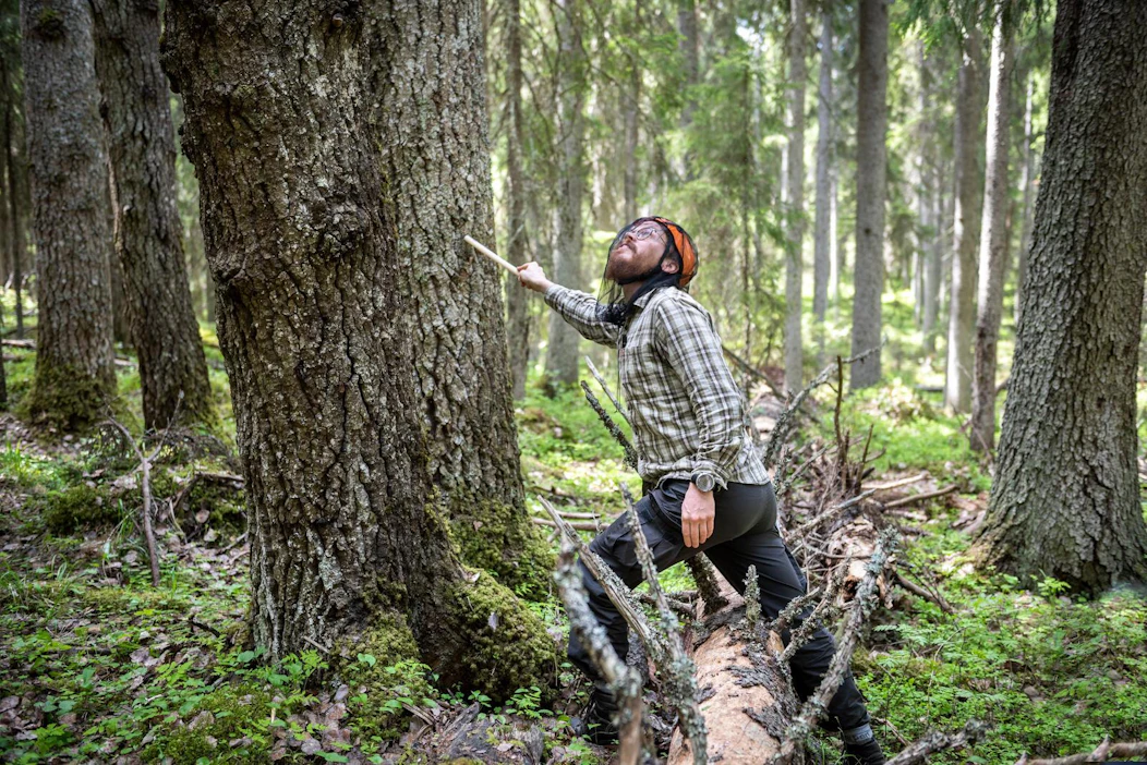 Topi Tanhuanpää valitsee puun, josta seuraavat näytteet kerätään. Koepuuksi valitun yksilön tulee edustaa koealalla yleisimmin esiintyvää lajia.