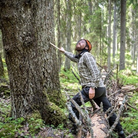 Topi Tanhuanpää valitsee puun, josta seuraavat näytteet kerätään. Koepuuksi valitun yksilön tulee edustaa koealalla yleisimmin esiintyvää lajia.
