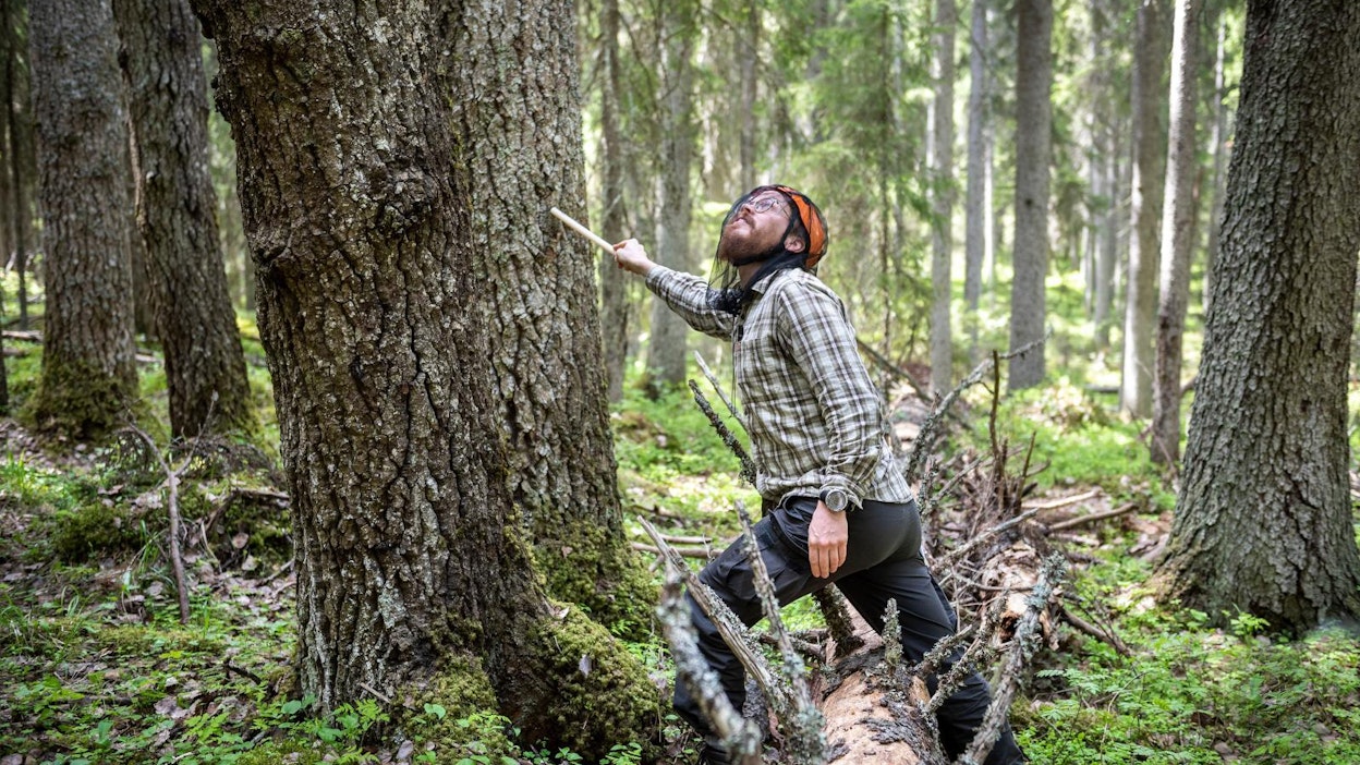 Topi Tanhuanpää valitsee puun, josta seuraavat näytteet kerätään. Koepuuksi valitun yksilön tulee edustaa koealalla yleisimmin esiintyvää lajia.