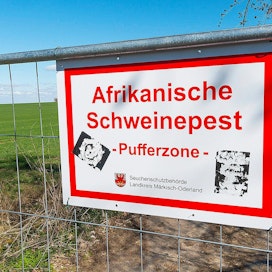 Saksa on rakentanut kaksinkertaiset aidat ASF:n ydinalueen ympärille ja nyt Puolan rajalle pystytetään järeää aitaa EU-tuella.