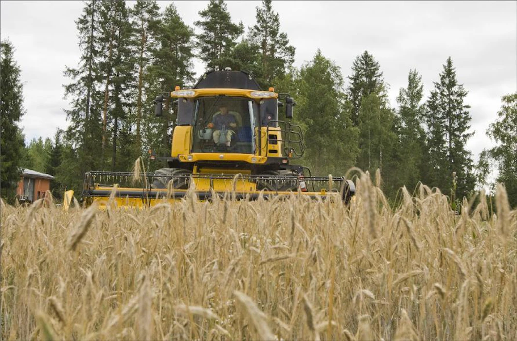 Heikki Mäkelä pui ruista viime elokuussa tilallaan Lahden Renkomäessä. Hybridilajikkeita Mäkelä on viljellyt kolme vuotta, populaatioruista on ollut kauemmin. Markku Vuorikari