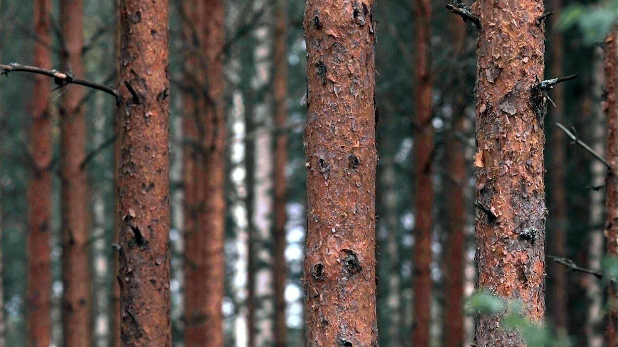 Tornator myi kotimaiselle metsärahastolle noin 7 100 hehtaaria metsämaata Pohjois-Suomesta.