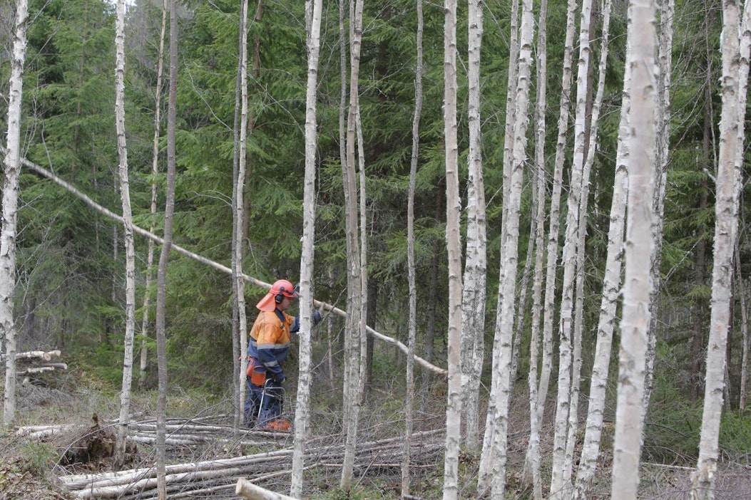 Koivikon harvennusta energiapuuksi.