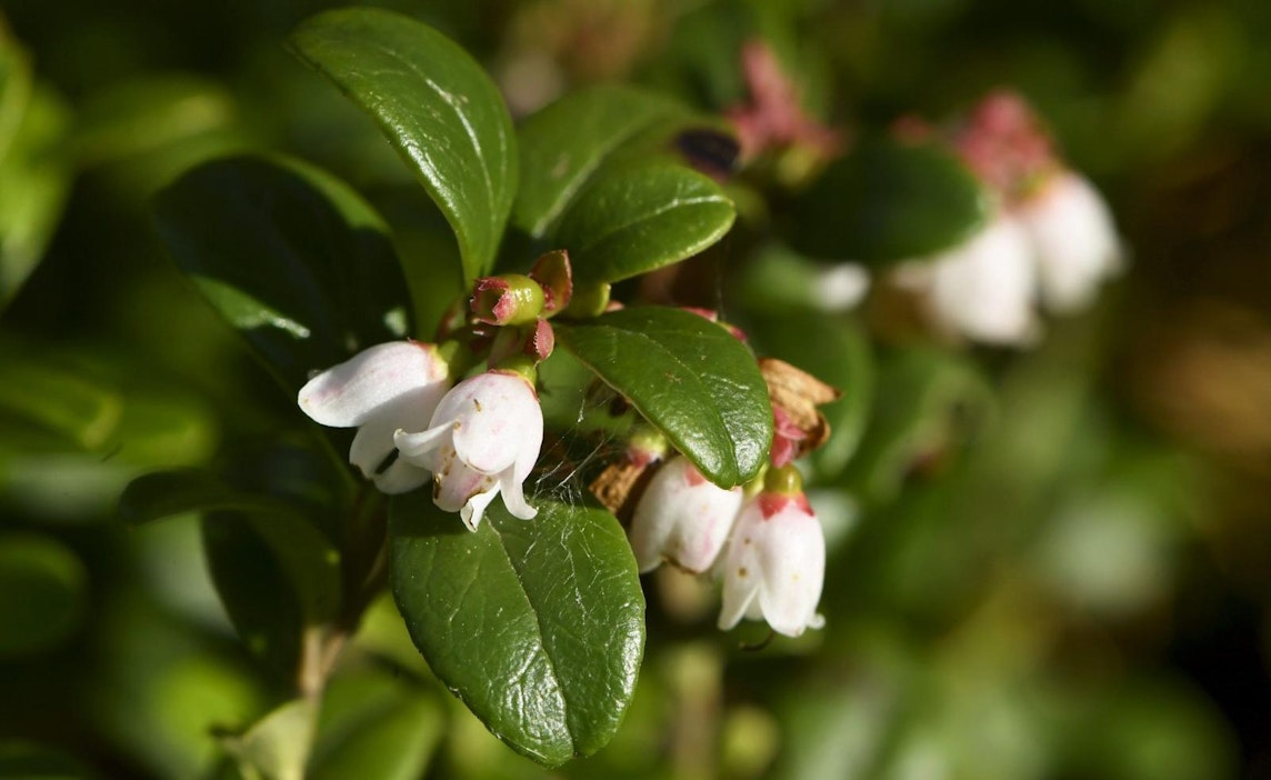 Puolukan kukinnat enteilevät tänä vuonna runsasta satoa.