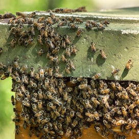 Kun pesässä on mehiläisten mielestä liian täyttä, jakautuu yhdyskunta kahtia ja toinen puolisko lähtee etsimään uutta pesää.