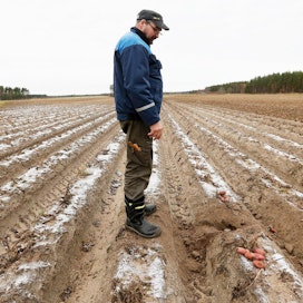 Pakkanen on pilannut ehkä kolmasosan maassa yhä olevista perunoista, arvioi Kalevi Kuokkanen Lumijoelta.