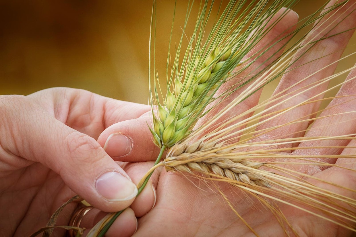 Kontiolahtelaisen Minna Kuusela-Hurskaisen käsissä on kaksi Brage-ohran tähkää, jotka ovat samasta pellosta.