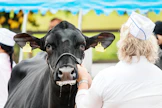 Hollannin Frieslandista kotoisin oleva mustavalkoinen holstein on maailman yleisin lypsyrotu. Suomessa sen osuus lypsylehmistä oli runsaat 51 prosenttia vuonna 2019. Kuva on Kiteen Muurikki-näyttelystä vuonna 2018.