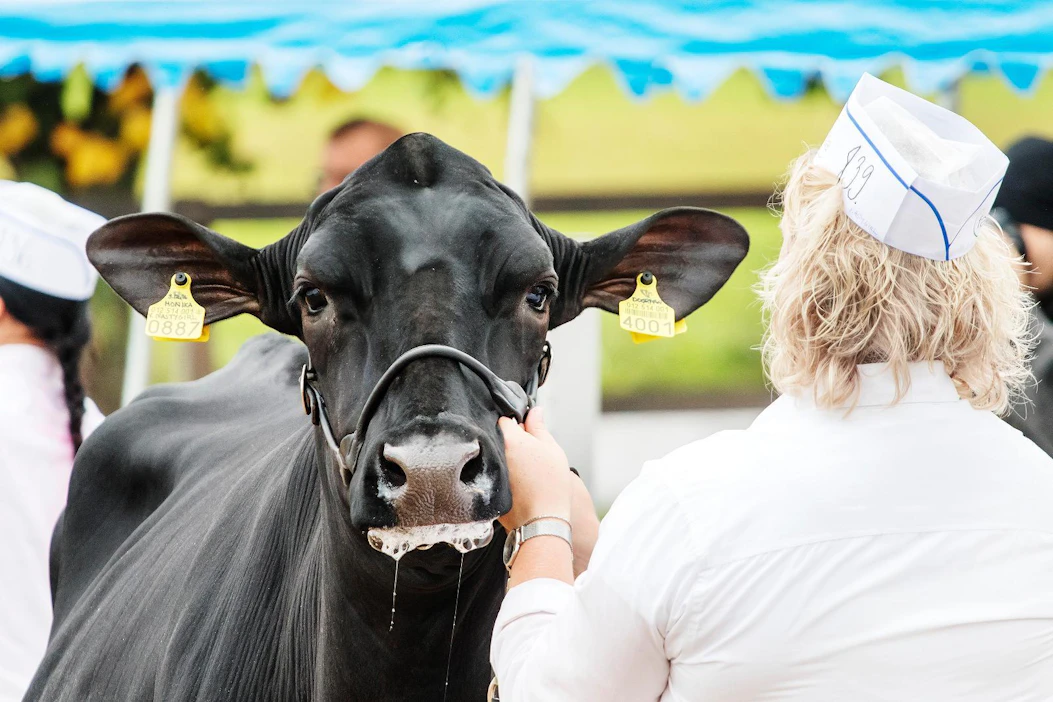 Hollannin Frieslandista kotoisin oleva mustavalkoinen holstein on maailman yleisin lypsyrotu. Suomessa sen osuus lypsylehmistä oli runsaat 51 prosenttia vuonna 2019. Kuva on Kiteen Muurikki-näyttelystä vuonna 2018.