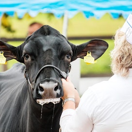 Hollannin Frieslandista kotoisin oleva mustavalkoinen holstein on maailman yleisin lypsyrotu. Suomessa sen osuus lypsylehmistä oli runsaat 51 prosenttia vuonna 2019. Kuva on Kiteen Muurikki-näyttelystä vuonna 2018.