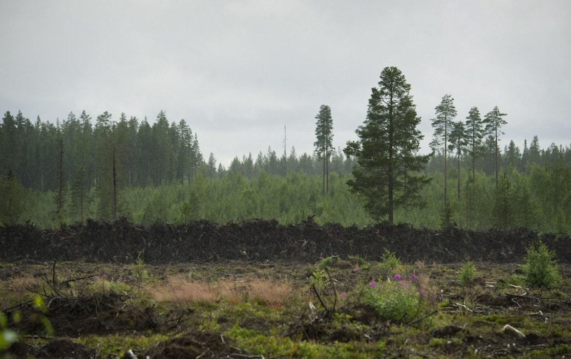 Metsien ja maan käyttö on osa EU:n ilmastotavoitteita. LEHTIKUVA / Roni Rekomaa