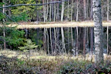 Metsälampi.
metsä maisema luonto vesistö syksy