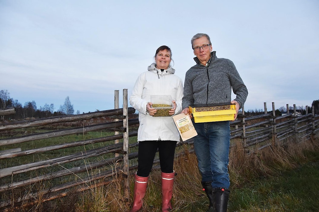Marika Kamps ja Ahti Auno tuottivat tänä kesänä 60 kiloa luomusiitepölyä.