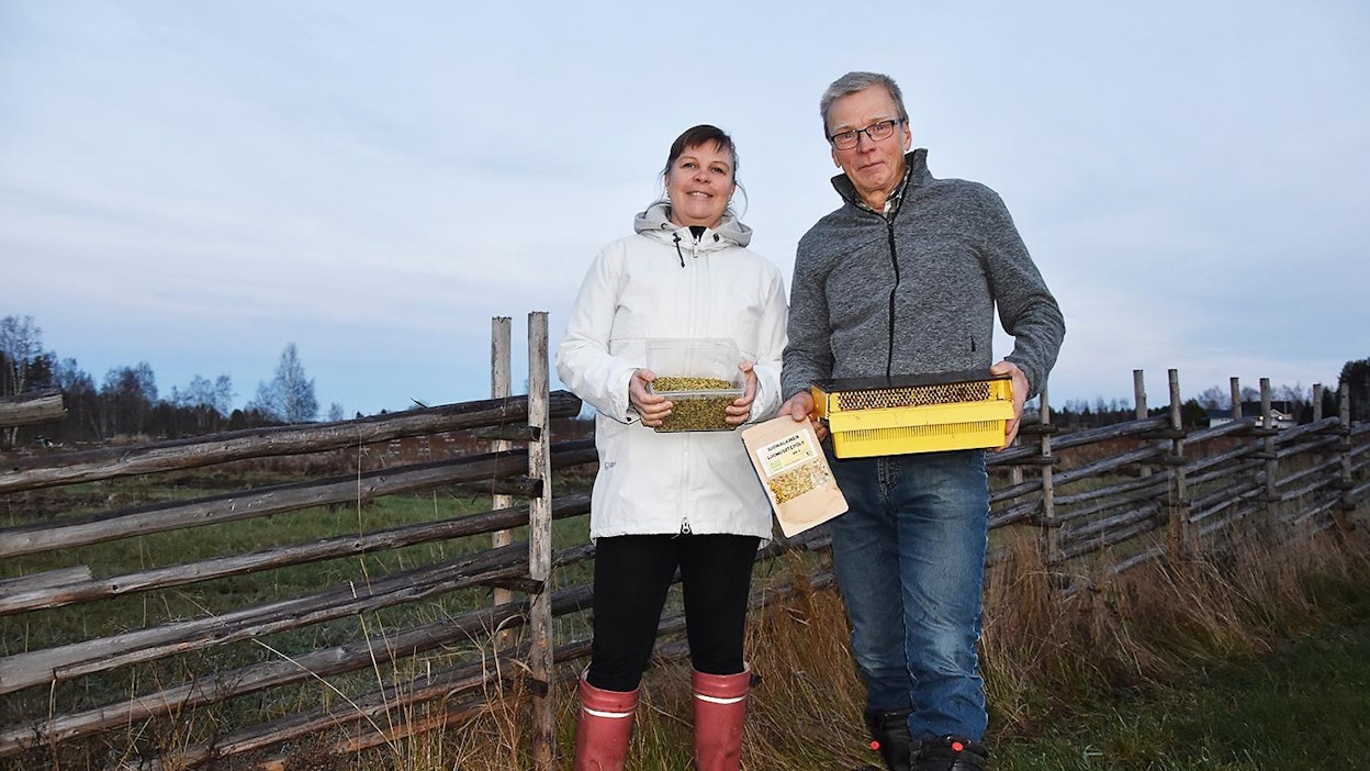 Marika Kamps ja Ahti Auno tuottivat tänä kesänä 60 kiloa luomusiitepölyä.