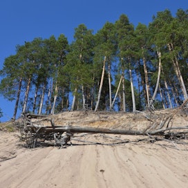 Suomen luonnonsuojeluliitto paheksui UPM:n hakkuita Ärjänsaaressa viime talvena. Järjestön mielestä saari on upea retkeilykohde.