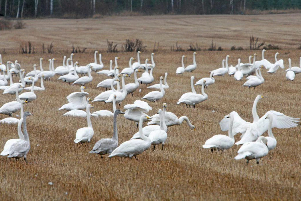 MTK:n ympäristöjohtajan Liisa Pietolan mielestä muun muassa rauhoitettuja laulujoutsenia on Suomessa paikoin niin paljon, että ne aiheuttavat haittoja. EU aikoo tarkistaa direktiivilajien suojelun tarpeen.