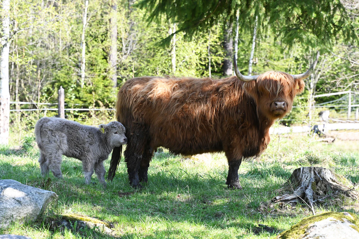 Leipyölin tilalla ylämaankarjan nuppiluku on noin 40. Emoja on kymmenkunta. Nyt laitumella kirmaa muutaman viikon ikäisiä vasikoita. Sonnit teurastetaan noin 3-vuotiaina.
