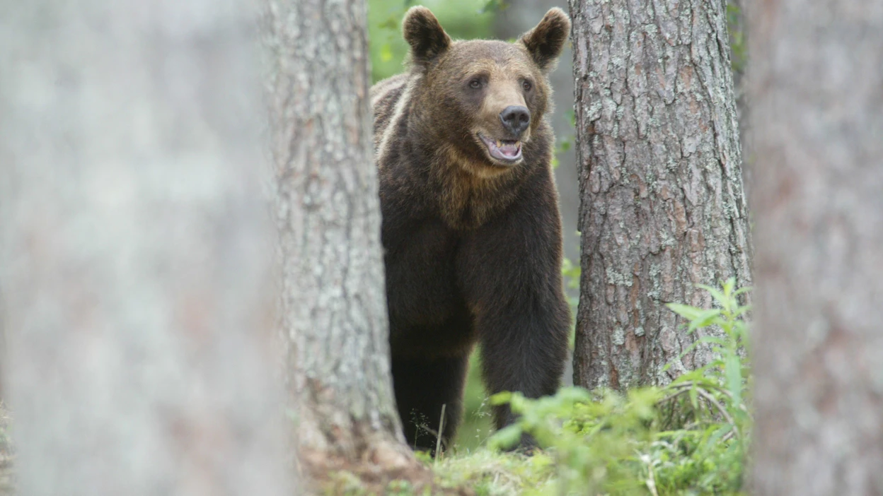 WWF:n mukaan laki mahdollistaa rauhoituksesta poikkeamisen tavalla, joka loukkaa luontodirektiiviä.