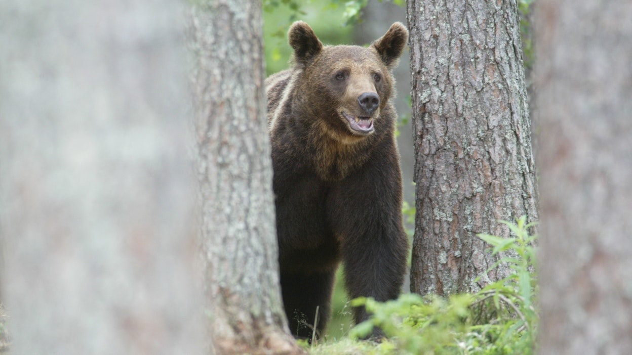 Karhut pyritään karkottamaan edelleen kauemmas asutuksesta. Kuvituskuva.