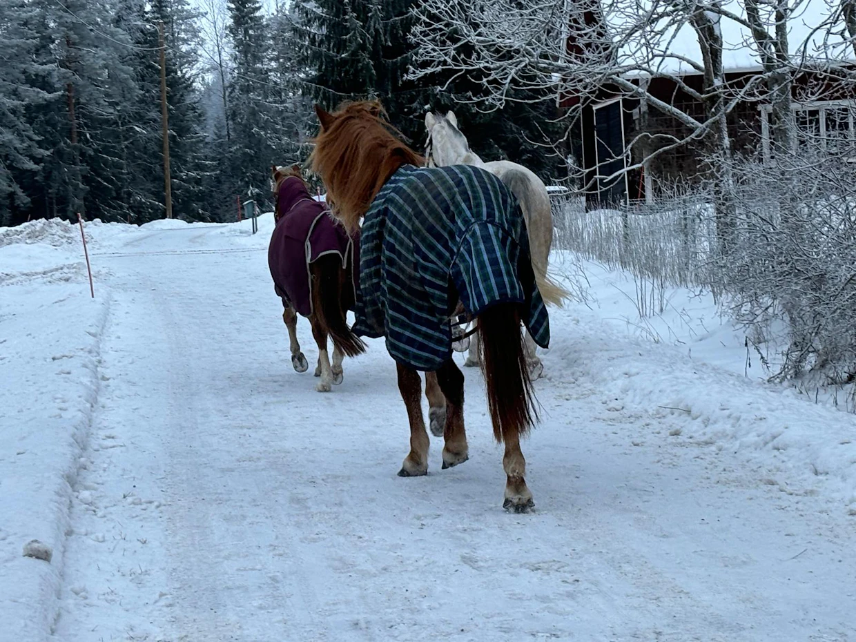 Hevoset tulivat kevyen liikenteen väylää pitkin.