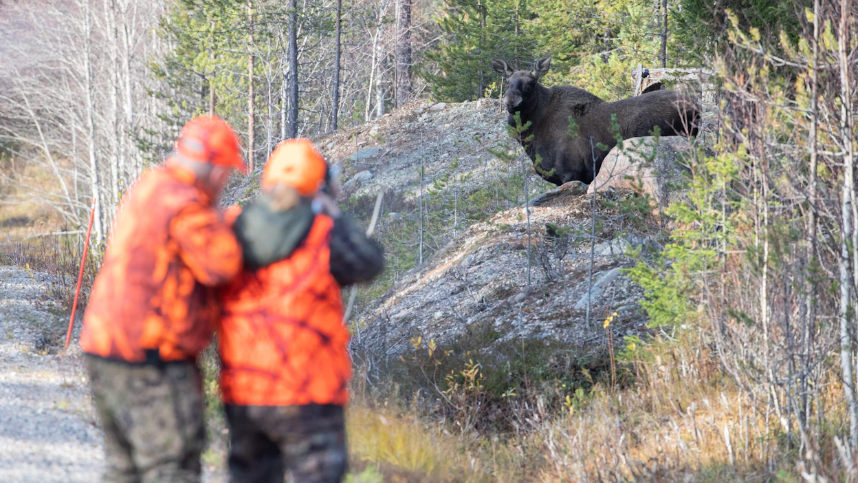 Syksyisen hirvijahdin tavoitteena on verottaa hirvikantaa kannanhoitosuunnitelman mukaisesti.