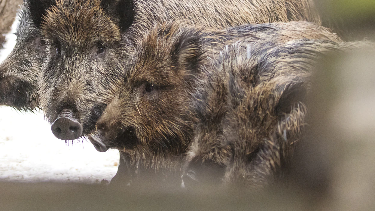 Valvontaeläinlääkärin luvalla Seppo sai jäädä omistajiensa luo virallisesti vahvistettuna lemmikkieläimenä. Kuvituskuva villisikalaumasta, ei liity jutun tapaukseen.