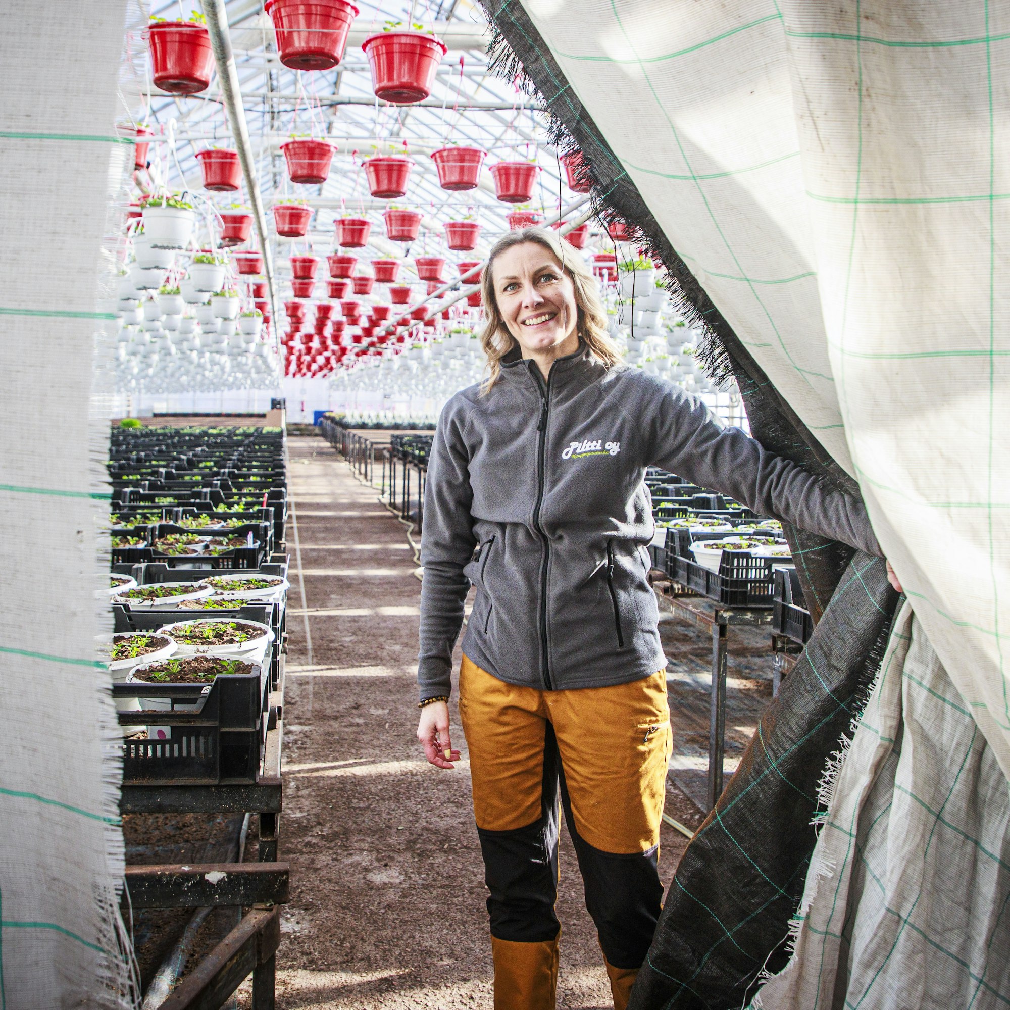 Kurkistus kevääseen. Orvokit pakkaselta suojanneet verhot eivät enää ole tarpeen, kertoo toimitusjohtaja Hanna Helenius.