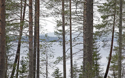 Kaavoitus saattaa rajoittaa metsän käyttömahdollisuuksia.