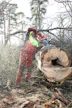 Tässä tarvitaan vähintään 60-kuutioinen saha – kuvan saha on Husku 560 XP Mark II.