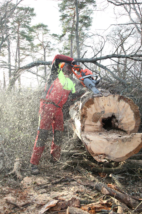 Tässä tarvitaan vähintään 60-kuutioinen saha – kuvan saha on Husku 560 XP Mark II.