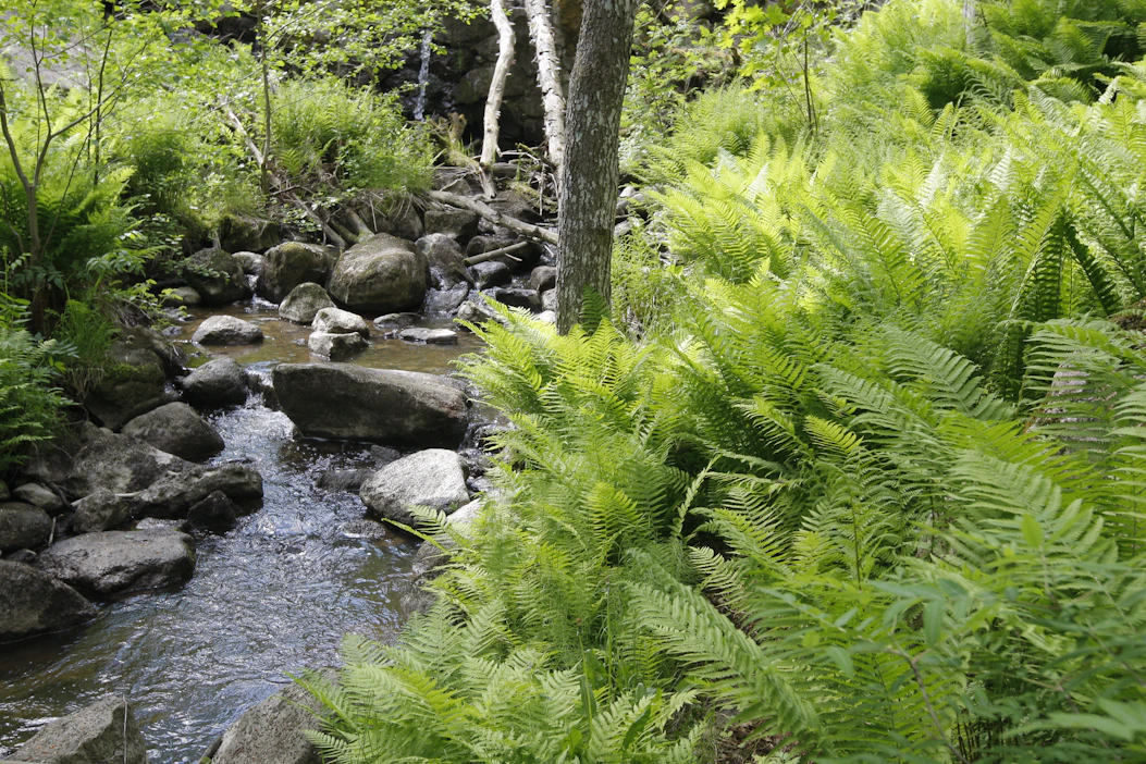 Metsälaki suojaa metsässä virtaavaa puroa, mutta luontoarvojen turvaamiseksi sen lähialue on hyvä rauhoittaa laajemminkin esimerkiksi ympäristötukisopimuksella.